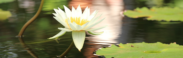 佐倉やすらぎの郷